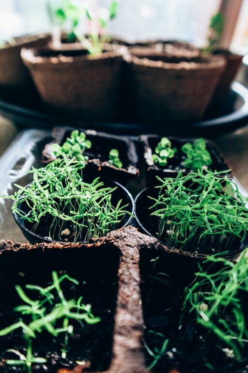 How to Start a Small Herb Garden Indoors: A Beginner’s Guide